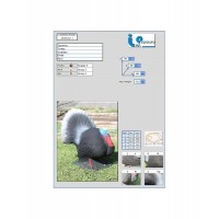 ITALESPANSO CIBLE 3D DINDON