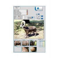 ITALESPANSO CIBLE 3D MOUFLON CANADIEN