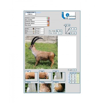 ITALESPANSO CIBLE 3D BOUQUETIN