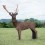 WILDCRETE 3D TARGETS FALLOW DEER