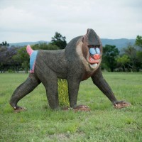WILDCRETE 3D TARGETS MANDRILL