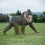 WILDCRETE 3D TARGETS MANDRILL