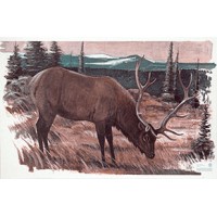 MAPLE LEAF BLASONS DEER