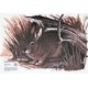 MAPLE LEAF BLASON RABBIT G4