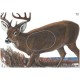 MAPLE LEAF BLASON DEER NFAA G1