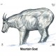 MAPLE LEAF BLASON MOUNTAIN GOAT NFAA  G2