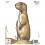 MAPLE LEAF BLASON PRAIRIE DOG NFAA G4