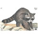 MAPLE LEAF BLASON RACCOON NFAA G3